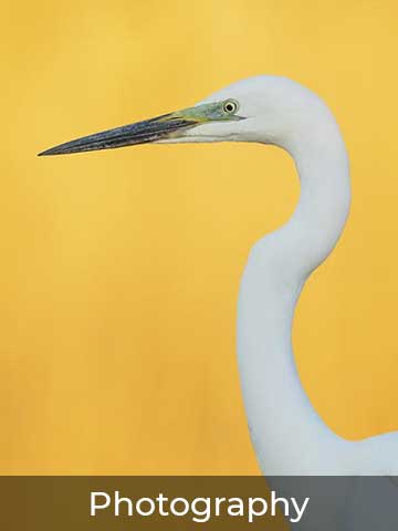 Striking wildlife photograph of a white egret with a sharp black beak, set against a vibrant yellow background.